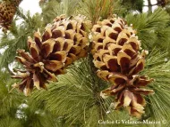 Pinus stylesii