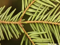 Abies alba - ヨーロッパモミ - Click to enlarge