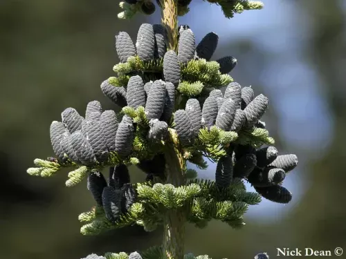 Abies amabilis - ウツクシモミ
