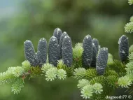 Abies balsamea