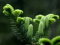 Abies beshanzuensis - アビエス ・ ベシャンズエンシス - クリックして拡大する