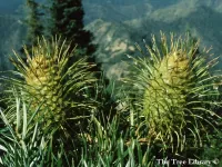 Abies bracteata - ブリストルコーンモミ, サンタ・ルシアモミ - クリックして拡大する