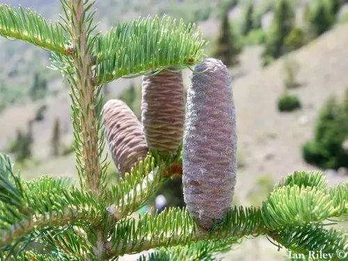 Abies cilicica - キリキアモミ