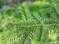 Abies durangensis var. coahuilensis - コアウイラモミ - Click to enlarge