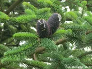 Abies delavayi
