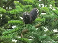 Abies delavayi - デラヴァイモミ - クリックして拡大する