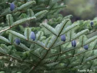 Abies densa 