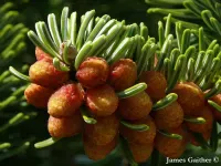 Abies equi-trojani - トルコモミ - クリックして拡大する