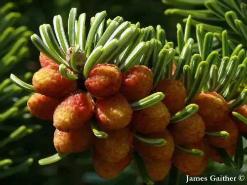 Abies equi-trojani - トルコモミ