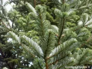 Abies fanjingshanensis