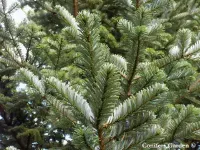 Abies fanjingshanensis - ホンショウモミ - クリックして拡大する
