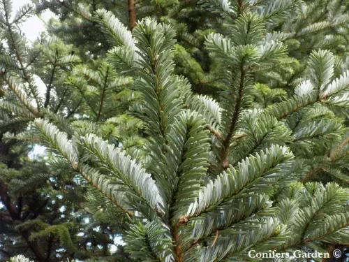 Abies fanjingshanensis - ホンショウモミ