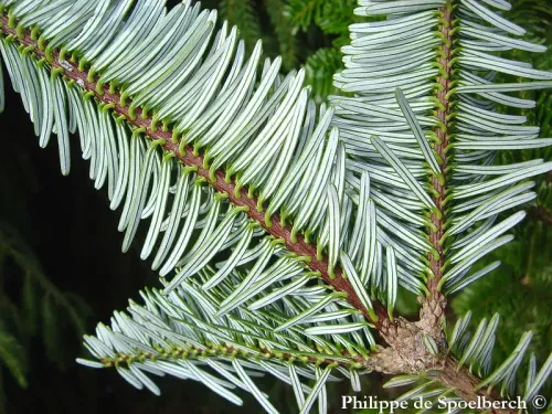 Abies fargesii - ハザンモミ