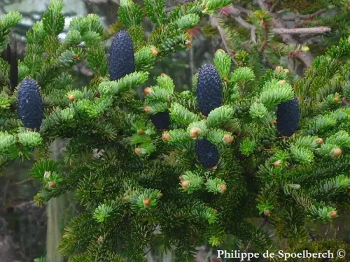 Abies fargesii var. faxoniana - ファクソンモミ