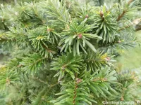 Abies forrestii var. ferreana - Click to enlarge