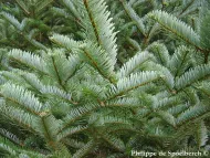 Abies forrestii 