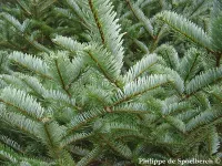 Abies forrestii - ウンナンモミ - クリックして拡大する
