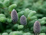 Abies fraseri