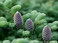 Abies fraseri - フラセリーモミ - Click to enlarge