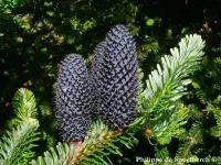 Abies forrestii var. georgei - Click to enlarge