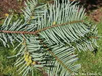 Abies grandis - グランディスモミ - クリックして拡大する