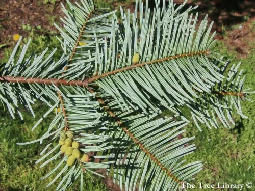Abies grandis - グランディスモミ