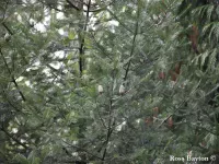 Abies guatemalensis - グァテマラモミ - Click to enlarge