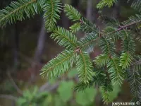 Abies hickelii - ヒッケルモミ - クリックして拡大する