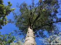 Abies hidalgensis - イダルゴモミ - クリックして拡大する