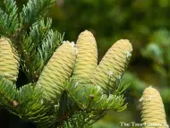 Abies holophylla