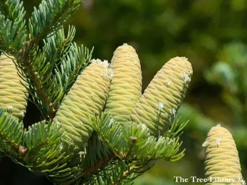 Abies holophylla - チョウセンモミ, マンシュウモミ
