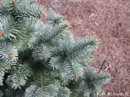 Abies lasiocarpa var. arizonica 
