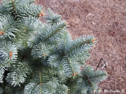 Abies lasiocarpa var. arizonica - アリゾナモミ, ニューメキシコモミ