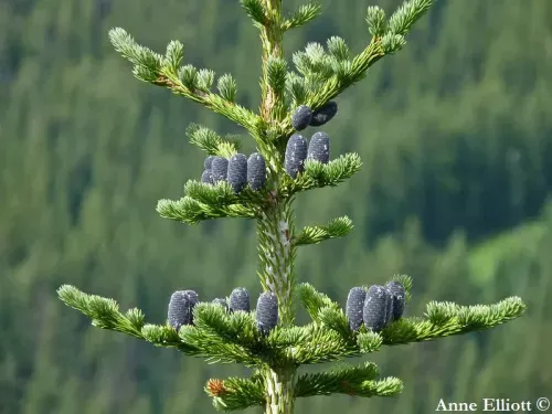 Abies lasiocarpa - アルプスモミ , ミヤマバルサムモミ