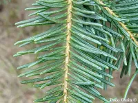 Abies concolor var. lowiana - シエラホワイトモミ - Click to enlarge