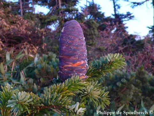Abies mariesii - オオシラビソ, オオシラベ
