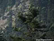 Abies pinsapo var. marocana
