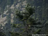 Abies pinsapo var. marocana - モロッコモミ - Click to enlarge