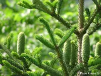Abies nebrodensis - シチリアモミ - クリックして拡大する