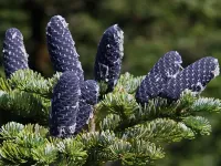 Abies nephrolepis - トウシラベ - Click to enlarge
