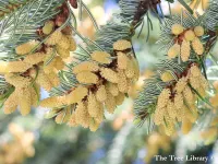 Abies nordmanniana - コーカサスモミ, ノルドマンモミ - Click to enlarge