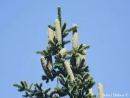 Abies numidica