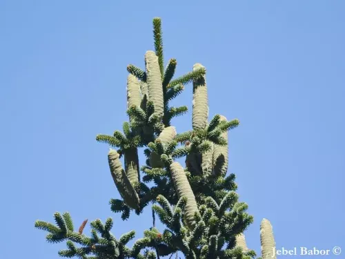 Abies numidica - アルジェリアモミ
