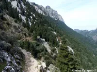 Abies pinsapo - スペインモミ - クリックして拡大する