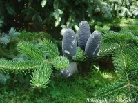 Abies recurvata - ミンモミ - クリックして拡大する