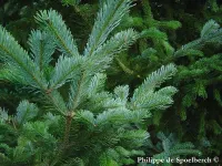 Abies sachalinensis - アカトドマツ, トドマツ　 - クリックして拡大する