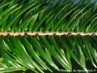 Abies chensiensis subsp. salouenensis - サルウィンモミ - Click to enlarge