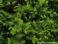 Abies semenovii 