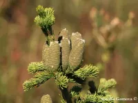 Abies sibirica - シベリアモミ - Click to enlarge