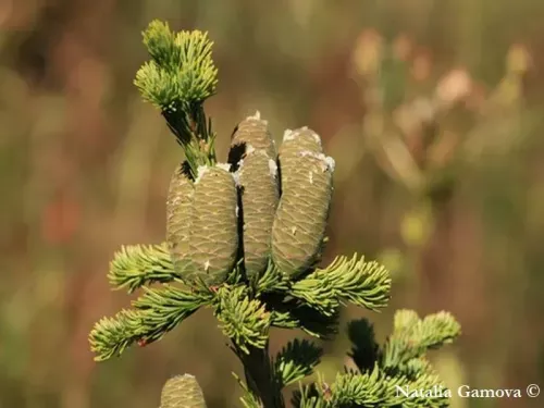 Abies sibirica - シベリアモミ